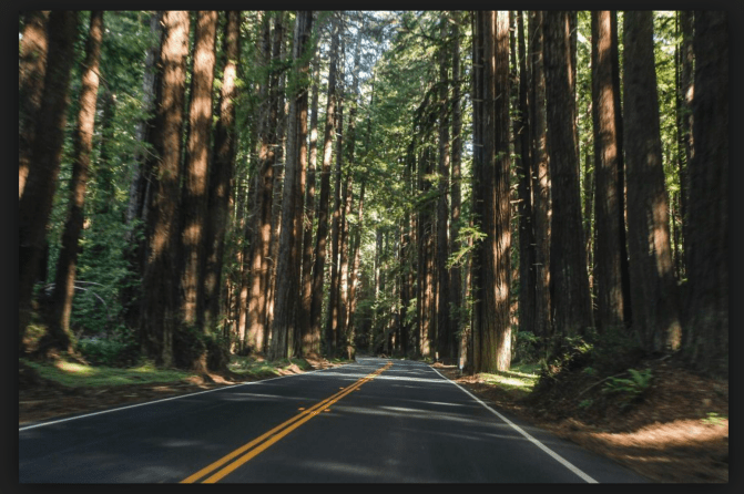 Hwy 128 Navaroo Redwoods.png