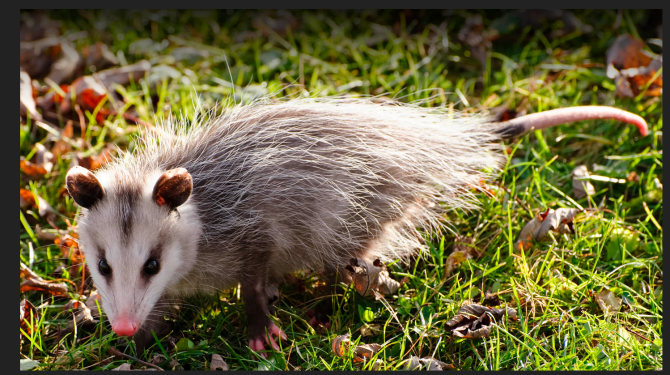 Possum