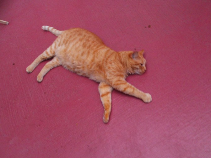 Buddy patio cement.jpg